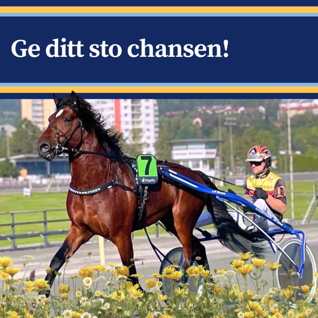 Blomsterprinsen i uppvärmning med nummer 7. Text i bilden: Ge ditt sto chansen!