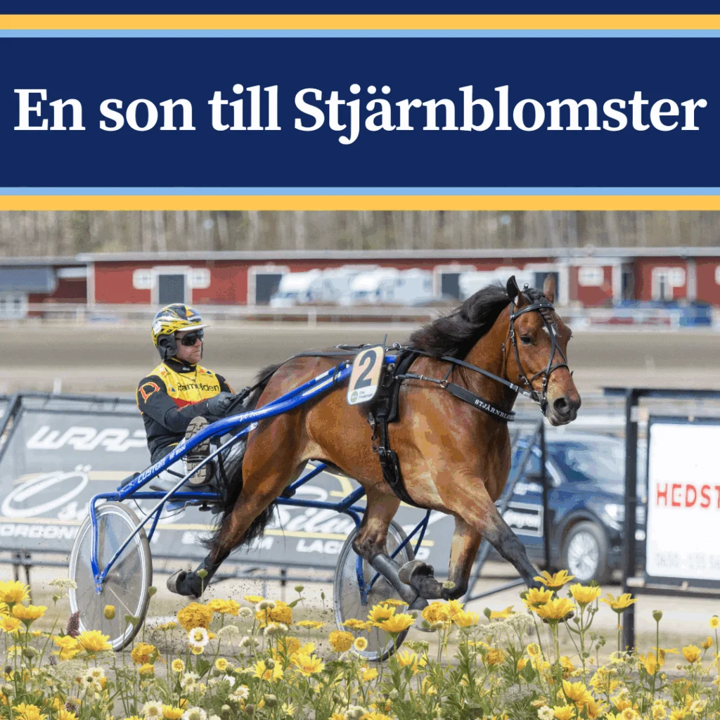 Blomsterprinsen i lopp med nummer 2 på travbanan. Text i bilden: En son till Stjärnblomster.
