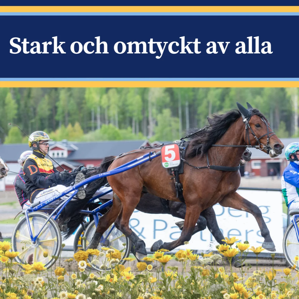 Blomsterprinsen i lopp med nummer 5, gula blommor i förgrunden. Text i bilden: Stark och omtyckt av alla.