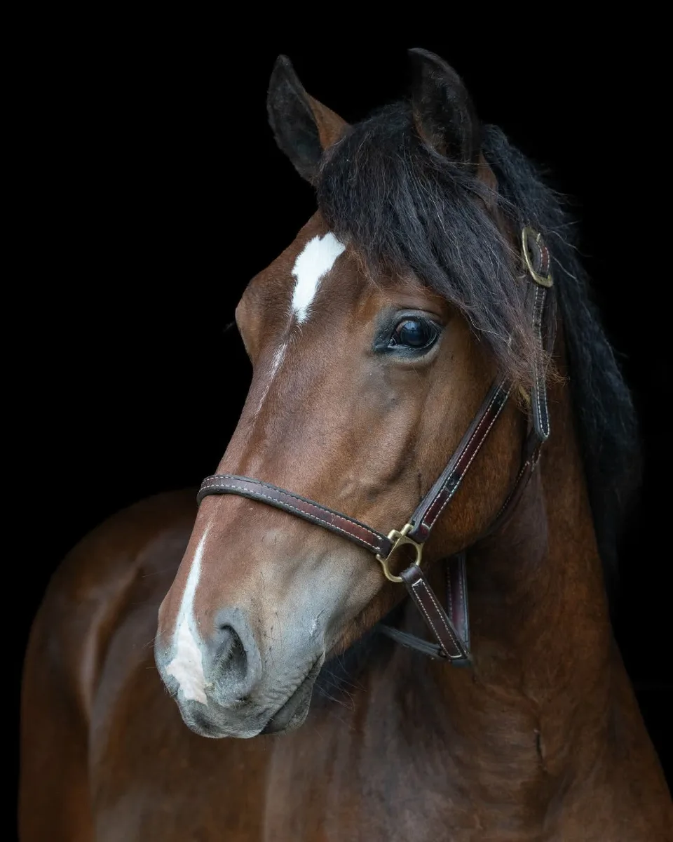 Pegasusprinsen, brun kallblodshingst